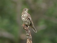 Mistle Thrush - Turdus viscivorus