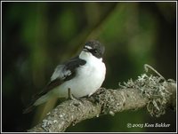 European Pied Flycatcher - Ficedula hypoleuca