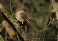 Ferruginous Babbler - Trichastoma bicolor