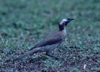 Silver-crowned Friarbird - Philemon argenticeps