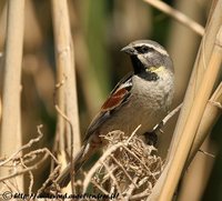 Dead Sea Sparrow - Passer moabiticus