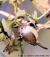 Puerto Rican Vireo - Vireo latimeri