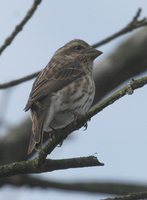 Purple Finch - Carpodacus purpureus