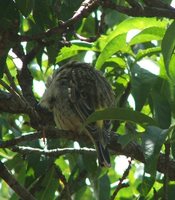 Black-throated Canary - Serinus atrogularis