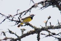 Mourning Warbler - Oporornis philadelphia