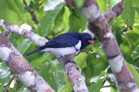 Red-billed Pied Tanager - Lamprospiza melanoleuca