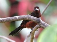 Silver-beaked Tanager - Ramphocelus carbo