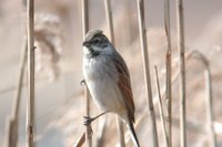 Reed Bunting - Emberiza schoeniclus