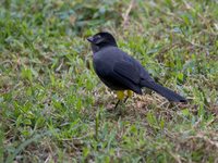 Yellow-thighed Finch - Pselliophorus tibialis