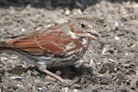 Fox Sparrow - Passerella iliaca