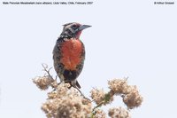 Peruvian Meadowlark - Sturnella bellicosa