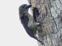 Speckled Tinkerbird, Pogoniulus scolopaceus