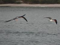 African Skimmer, Rynchops flavirostris