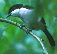 Tropical Boubou