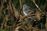 Scaled  antbird