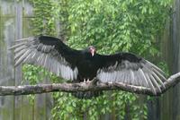 Turkey Vulture