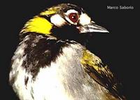 White-eared Ground-Sparrow, Melozone leucotis