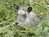 Young adult (?) Japanese serow at Edinburgh Zoo, Scotland, July 2007