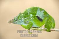 Green Two Horn Chameleon ( Kinyongia fischeri multituberculatum ) in the Usambara Mountains Tanz...