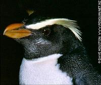 Fiordland Penguin - Eudyptes pachyrhynchus