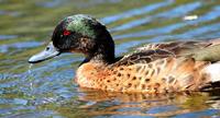 Chestnut Teal male