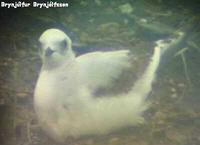 Ross's Gull Rhodostethia rosea