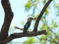 Blue-winged Kookaburra 2