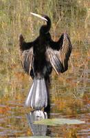 ...Australian darter, Anhinga melanogaster, Cooroy, Queensland, 1 June  2006. Photo © Barrie Jamies