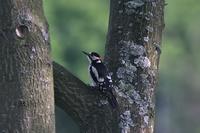 Dendrocops major