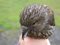 Crossbill (Loxia curvirostra)