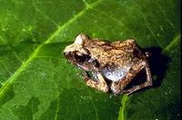 : Arthroleptis stenodactylus; Common Squeaker