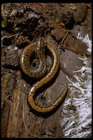 : Batrachoseps attenuatus; Slender Salamander