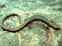 : Batrachoseps diabolicus; Hell Hollow Slender Salamander