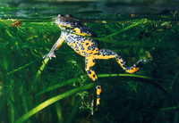 : Bombina variegata variegata; Yellow-Bellied Toad