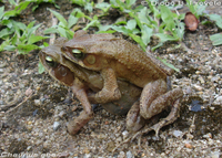 : Bufo abei