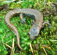 : Bolitoglossa rostrata