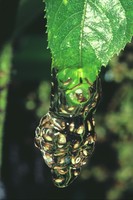 : Dendropsophus berthalutzae
