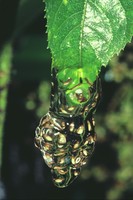 : Dendropsophus berthalutzae