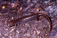 : Desmognathus auriculatus; Southern Dusky Salamander