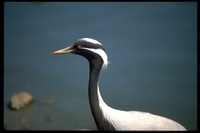 : Anthropoides virgo; Demoiselle Crane