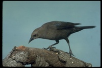 : Euphagus cyanocephalus; Brewer's Blackbird