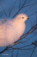 : Lagopus lagopus; Willow Ptarmigan