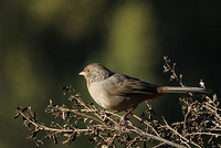 : Pipilo crissalis; California Towhee