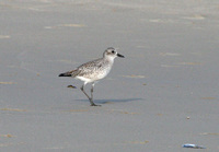 : Pluvialis squatarola; Black-bellied Plover