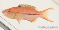 : Oxycheilinus arenatus