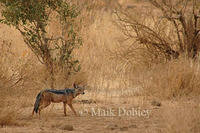 : Canis mesomelas; Black-backed Jackal