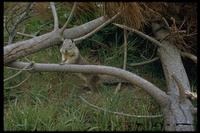 : Spermophilus sp.; Ground Squirrel