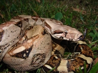 : Boa constrictor imperator; Boa Constrictor Imperator