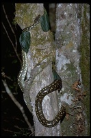 : Morelia spilota mcdowelli; Carpet Python