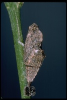 : Pontia sisymbrii; California white butterfly